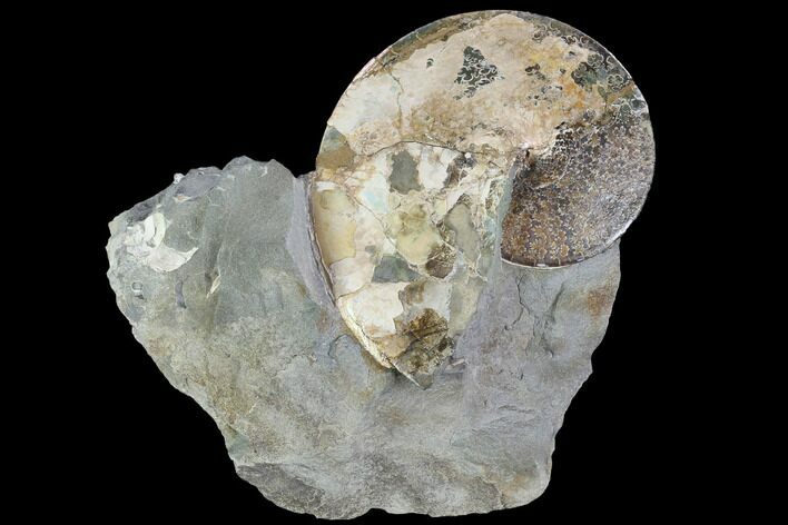 Sphenodiscus Ammonite - South Dakota #98714